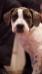 Stepstone Bulldogs Iceball aka Spot