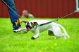 Stepstone Bulldogs Curveball aka bia