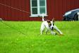 Stepstone Bulldogs Fireball aka Lucy
