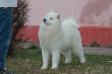 INT BIS BISS MULTI CH Samoyeds kennel for Love Magic Baby