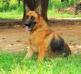 Balto de casa adriel