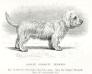 Shamrock [Rev. T Mosse's] (c.1897)