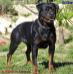 C'Sinah des Gladiateurs de Rottweiler