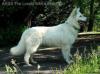 J.CH.PL. CH.PL AKUA The Lovely White Shepherd_