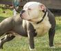  Bullforce Blue Bully