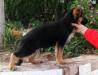 Troya Gos de Espadan