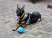 Bailey von der Bruderschaft
