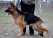 ХАННА working dog Tira