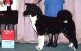 AKC CH Crown Royal's MaJer Mark