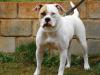 Merida BR Mountain Bulldog