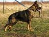 De Juco Drago