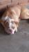 Maxx mountain bulldog