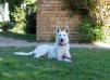 Dolittlefarm Loriot