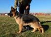 Cimba von Marbo Wolf