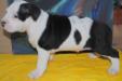 Berger Di Lion GK Amstaff