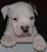 Bach Di Lion GK Amstaff