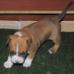 Benson Di Lion GK Amstaff