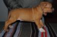 Bullet Di Lion GK Amstaff