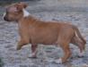 Bentzi Di Lion GK Amstaff