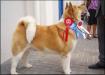 BISS IT/ES/POR CH Ying Tao Trueno
