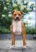<span style="color: darkred">ICH.,CH CZ,SK,PL,DE,RS,BISS PUPPY,R.BIS</span> Skyglows Huge Love <span style="color: darkblue">Ataxia clear</span>