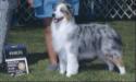 AKC CH. Lo Nevada Silver Bullet Legacy