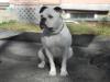 Black Swamp Bulldogs LuLu