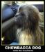 The Chewbacca Dog Test