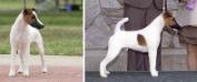 <span style="color: darkred">AM GCH</span> Bellewoods Bonhomme <span style="color: darkblue">SE = SENIOR EARTHDOG, CA = COURSING ABILITY</span>