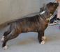 Azia Di Lion GK Amstaff