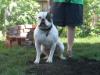 Black Swamp Bulldogs' Cardinal Sin