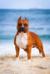 Multi CH Amstaff Camarilha Khal Drogo the King