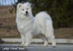 LV-LT-EST-BALT JCH Fluffy Marvel Juno One In A Million