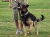 Former canine extreme