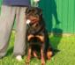 Dutch Zara Cro Rott