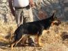 Janet vom Jordan German Shepherds