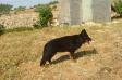 Bella vom Jordan German Shepherds