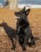  Denwolf's Ryker