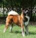 BISS AKC CH, INT-CH Countryside Rumors Rebel Rouser