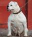 Bulldrow Charming Beauty