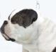 Bulldrow Jordano