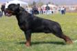  LUCKY OF KINDERS ROYAL ROTT