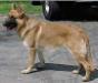 Mi Paren's Cherokee Red