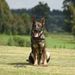 Uffa z Jirkova Dvora of Blueline-kennels