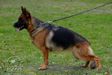 FARINKA Equus