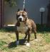 Hollywood amstaff arrow