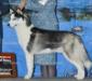 AKC CH, UKC CH Yuki Ookami’s Reflections of Galena Creek