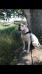 Sly Dog American Bulldogs Beautiful Stranger