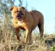 Sunshine Bull's Cacau
