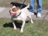  GBK's Berlin of Bloodlines(AmericanBulldog)